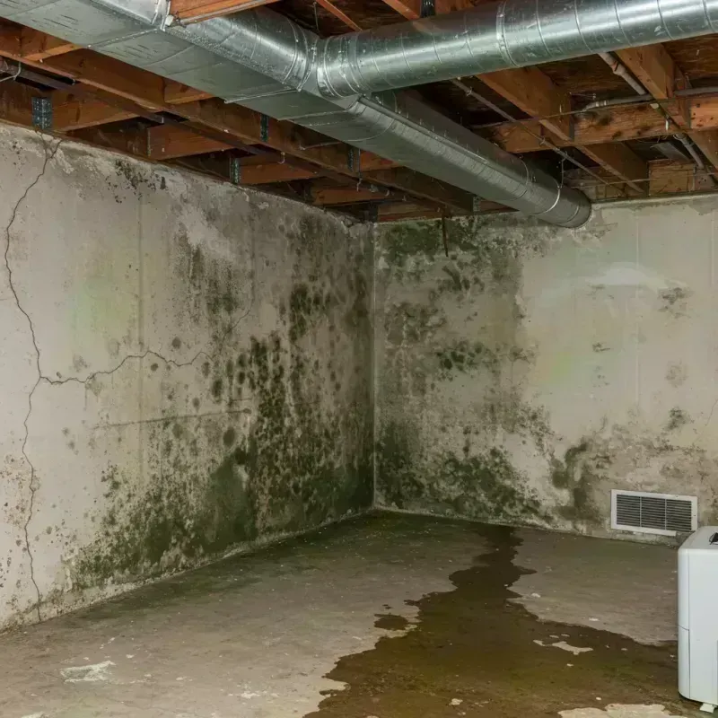 Professional Mold Removal in Loughman, FL